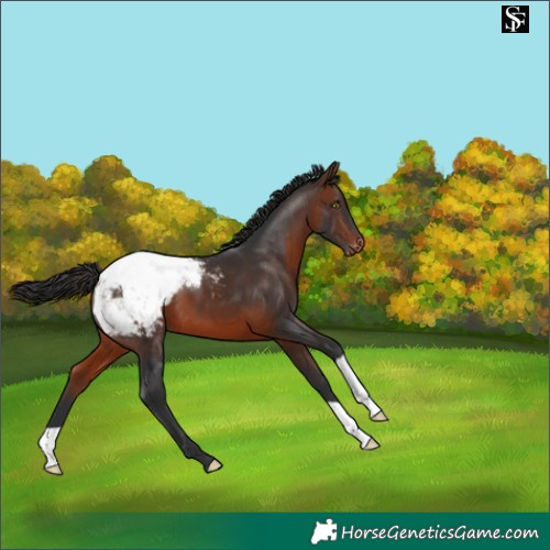 Horse Color:Brown Appaloosa 
