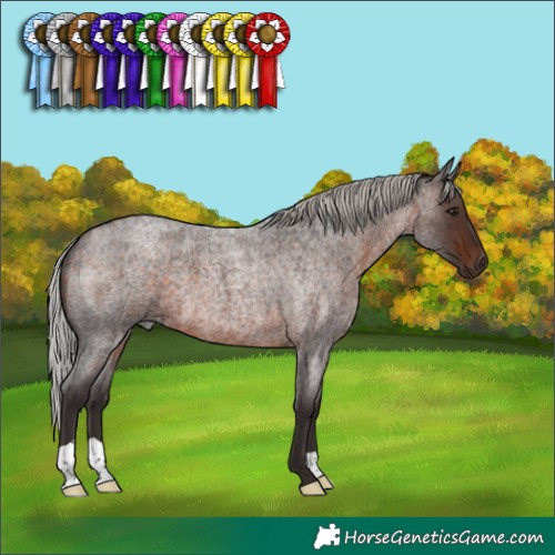 Horse Color:Silver Brown Roan 