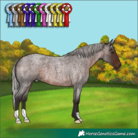 Horse Color:Silver Brown Roan 