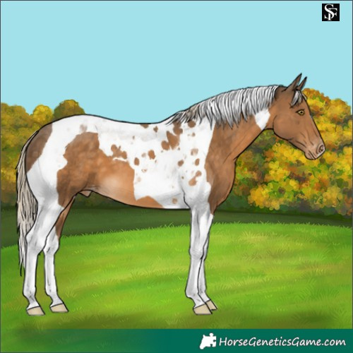 Horse Color:Chocolate Palomino Tobiano Varnish 