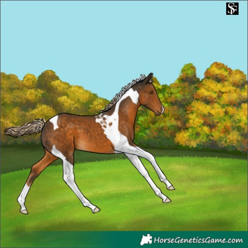 Horse Color:Chocolate Palomino Tobiano 