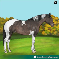 Horse Color:Platinum Liver Chestnut Tobiano Appaloosa 
