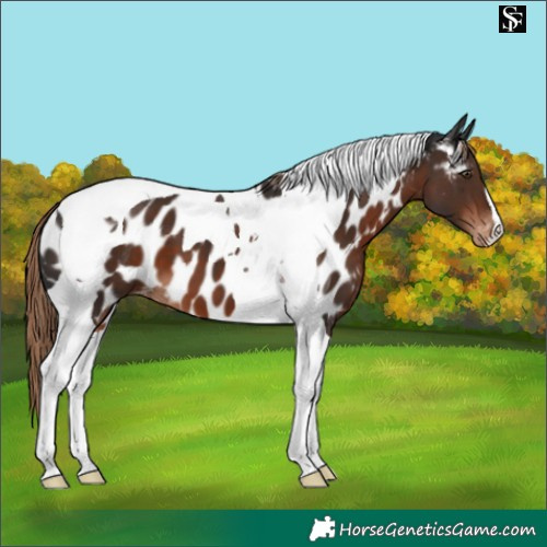 Horse Color:Liver Chestnut Tobiano Near Leopard 
