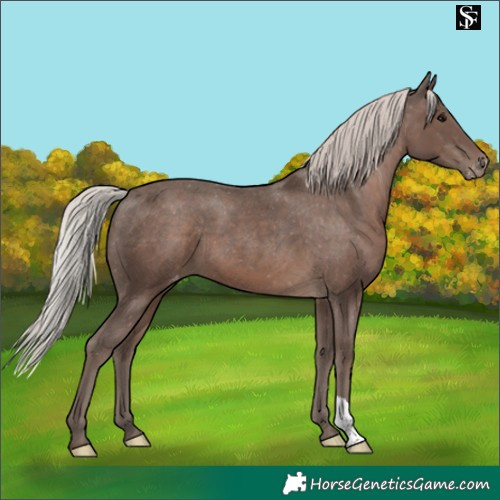 Horse Color:Silver Black Appaloosa 