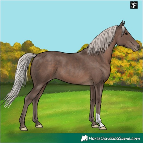 Horse Color:Silver Black Appaloosa 