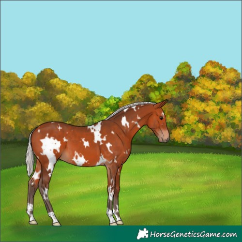 Horse Color:White Spotted Silver Bay 