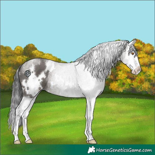 Horse Color:White Spotted Grullo Splash 