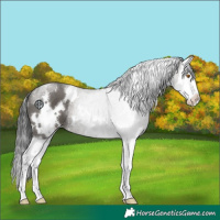 Horse Color:White Spotted Grullo Splash