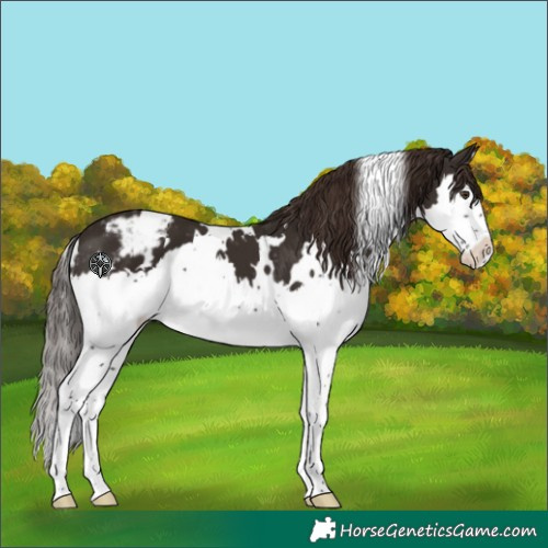 Horse Color:White Spotted Liver Chestnut Splash Varnish