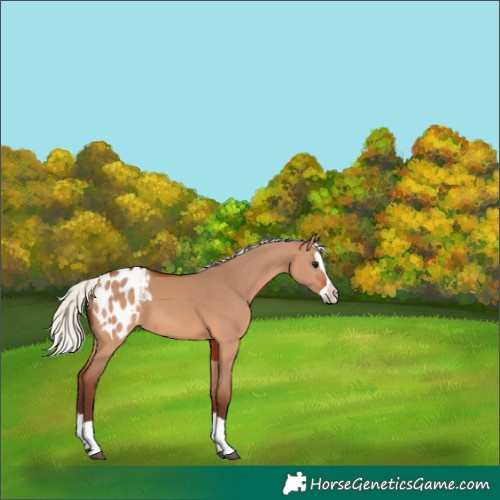 Horse Color:Silver Bay Dun Splash Appaloosa