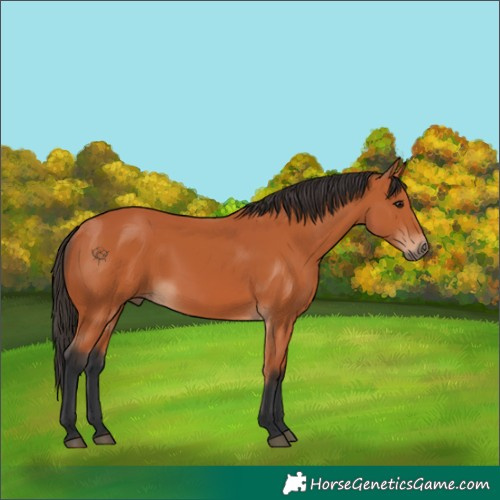 Horse Color:Unknown 