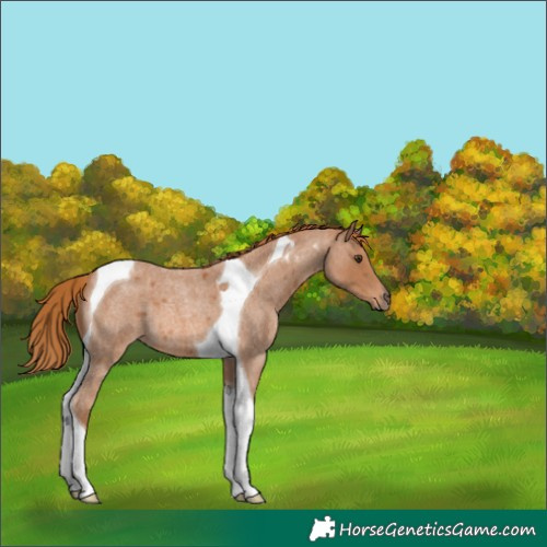 Horse Color:Red Roan Tobiano