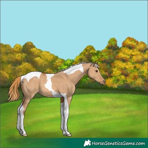 Horse Color:Red Dun Tobiano