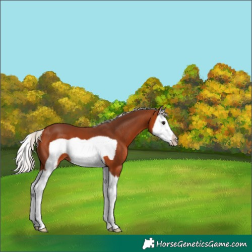 Horse Color:Silver Bay Splash Frame