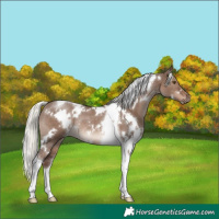 Horse Color:White Spotted Liver Red Dun Mushroom Tobiano Rabicano
