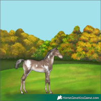 Horse Color:White Spotted Liver Red Dun Mushroom Rabicano Brindle 