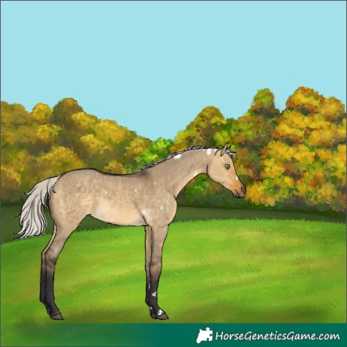 Horse Color:White Spotted Silver Buckskin Dun Rabicano 