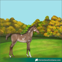 Horse Color:White Spotted Liver Red Dun Tobiano Rabicano 