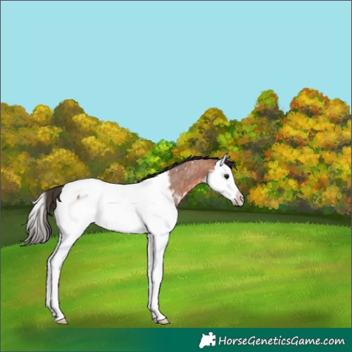 Horse Color:Bay Roan Splash Appaloosa Rabicano