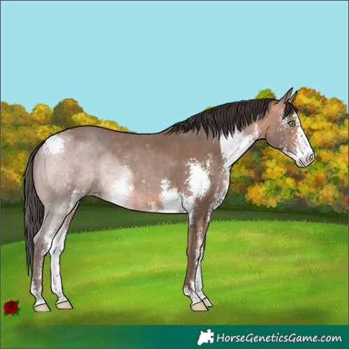 Horse Color:Sable Champagne Sabino 