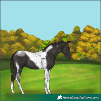 Horse Color:Liver Chestnut Tobiano 