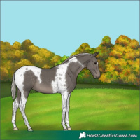 Horse Color:Silver Black Tobiano 
