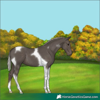 Horse Color:Silver Black Tobiano 
