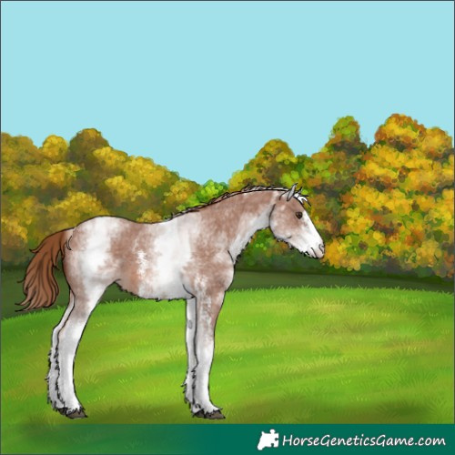 Horse Color:White Spotted Chestnut Sabino 