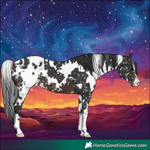 Horse Color:White Spotted Brown Blanket
