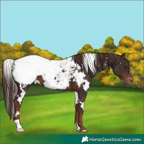 Horse Color:White Spotted Liver Chestnut Near Fewspot 