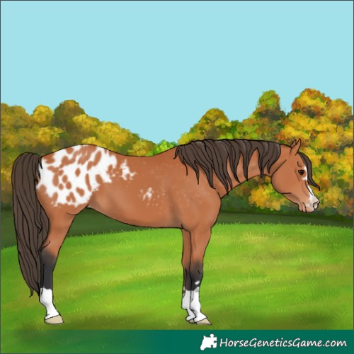 Horse Color:Bay Appaloosa 