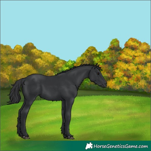 Horse Color:Black 