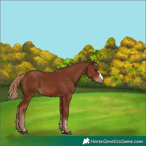 Horse Color:Chestnut 