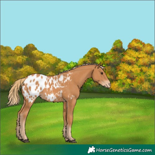 Horse Color:Chestnut Appaloosa 