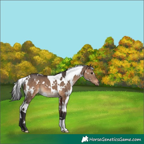 Horse Color:White Spotted Brown Dun 