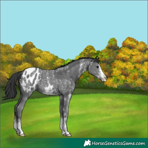Horse Color:Black Sabino Appaloosa 