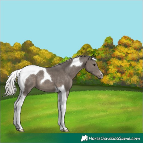 Horse Color:Silver Black Tobiano 
