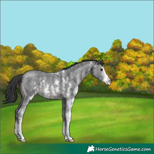 Horse Color:Black Sabino 