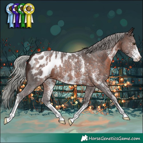 Horse Color:Silver Brown Sabino Appaloosa 