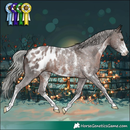 Horse Color:Silver Brown Sabino Blanket 