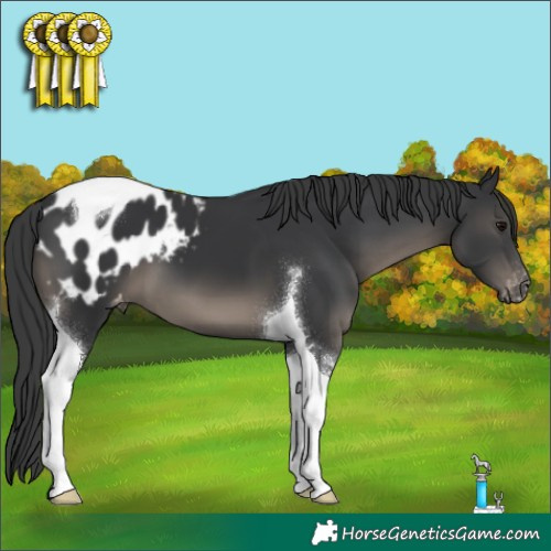 Horse Color:Black Tobiano Appaloosa 