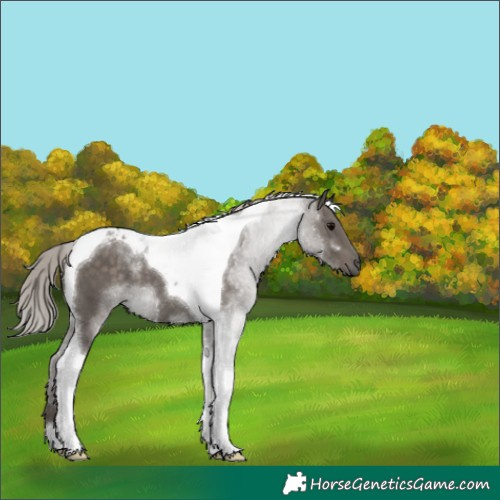 Horse Color:Silver Black Tobiano 