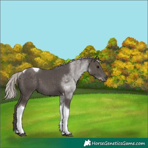 Horse Color:Silver Black Tobiano 