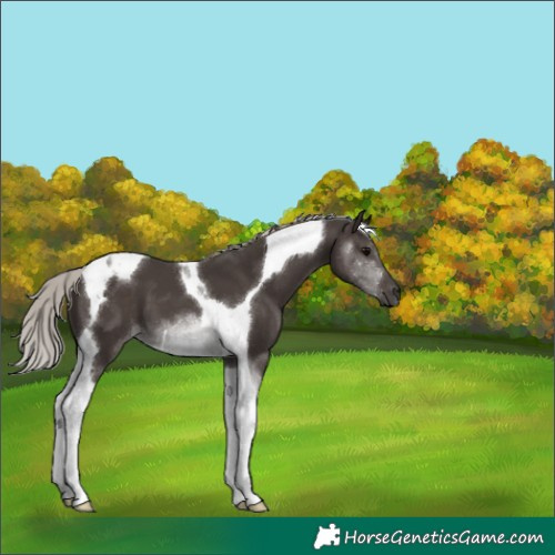 Horse Color:Silver Black Tobiano 