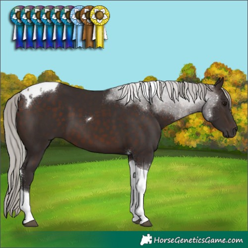 Horse Color:Silver Brown Tobiano 