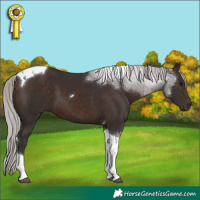 Horse Color:Silver Brown Tobiano 