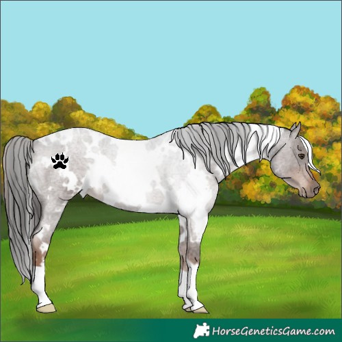 Horse Color:White Spotted Liver Red Roan