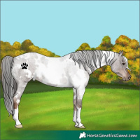 Horse Color:White Spotted Liver Red Roan