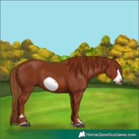 Horse Color:Chestnut Frame 
