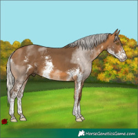 Horse Color:Silver Buckskin Sabino 